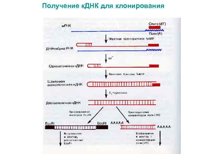 Особенности клонирования днк по типу in vivo