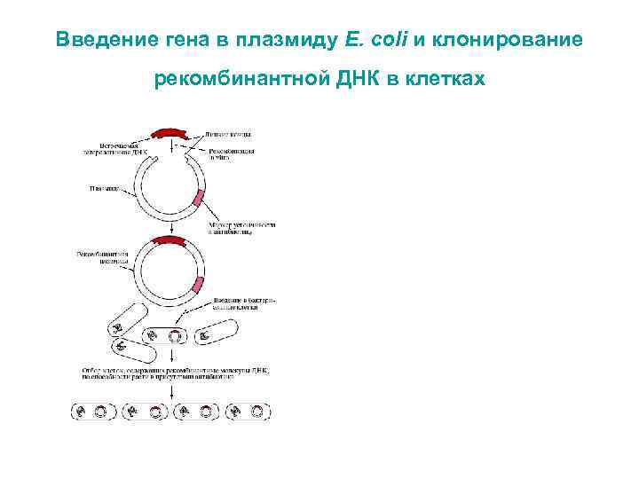 Особенности клонирования днк по типу in vivo