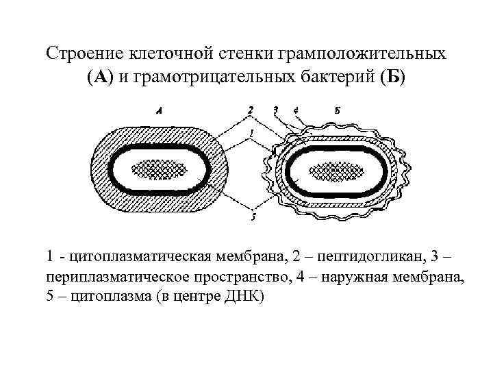 Грамположительная клеточная стенка