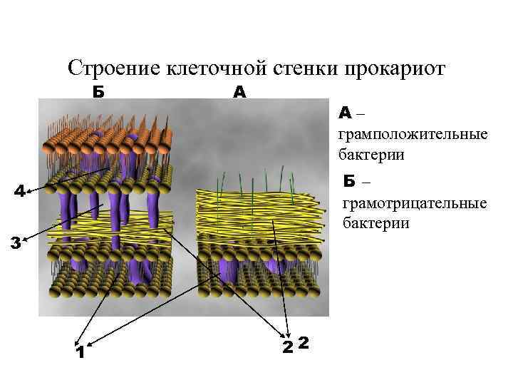 Строение и функции клеточной стенки