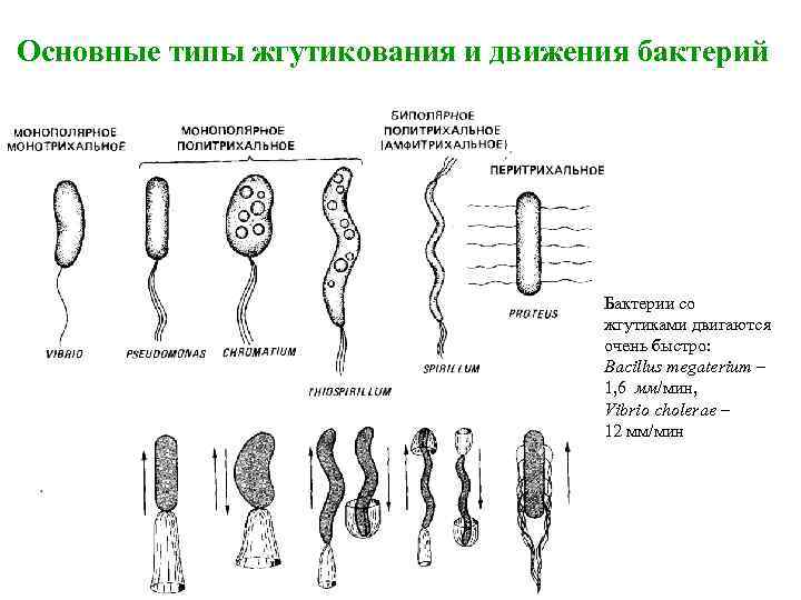 Лофотрихи. Классификация бактерий по количеству жгутиков. Органы движения бактерий. Типы движения бактерий. Бактерии с жгутиками примеры.