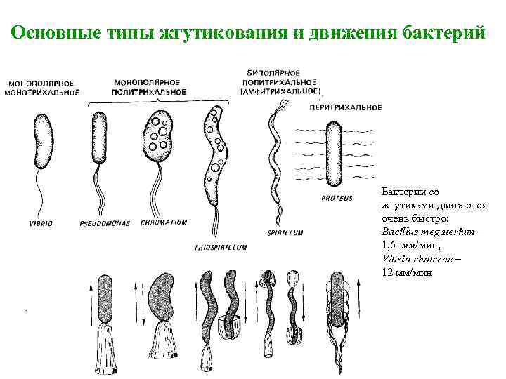 Основные типы жгутикования и движения бактерий Бактерии со жгутиками двигаются очень быстро: Bacillus megaterium