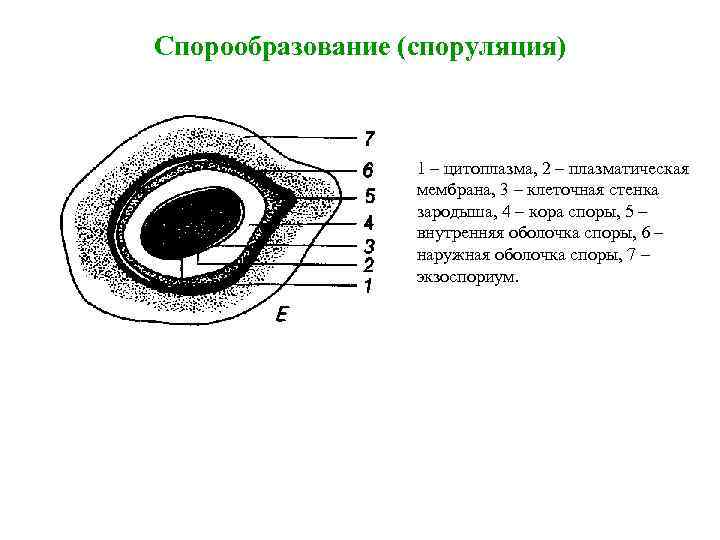 Спорообразование (споруляция) 1 – цитоплазма, 2 – плазматическая мембрана, 3 – клеточная стенка зародыша,