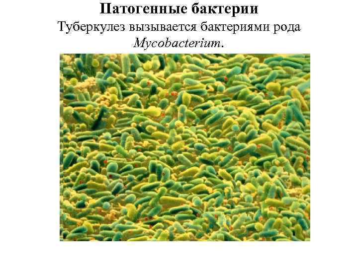 Патогенные бактерии Туберкулез вызывается бактериями рода Mycobacterium. 