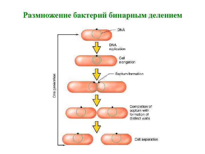 Размножение бактерий бинарным делением 