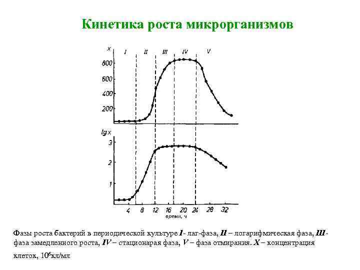 Кинетика роста микрорганизмов Фазы роста бактерий в периодической культуре I лаг фаза, II –