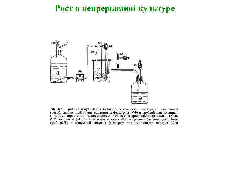 Рост в непрерывной культуре 