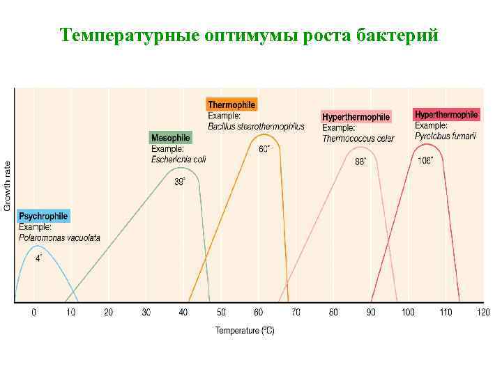 Температурные оптимумы роста бактерий 