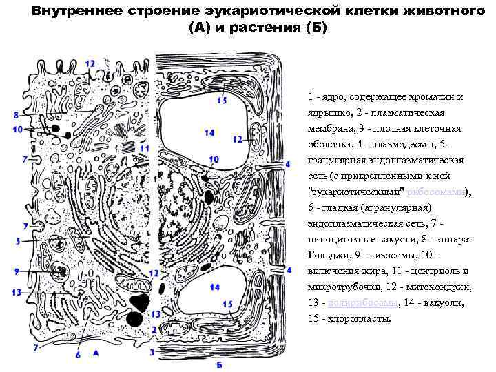 Внутреннее строение эукариотической клетки животного (А) и растения (Б) 1 ядро, содержащее хроматин и