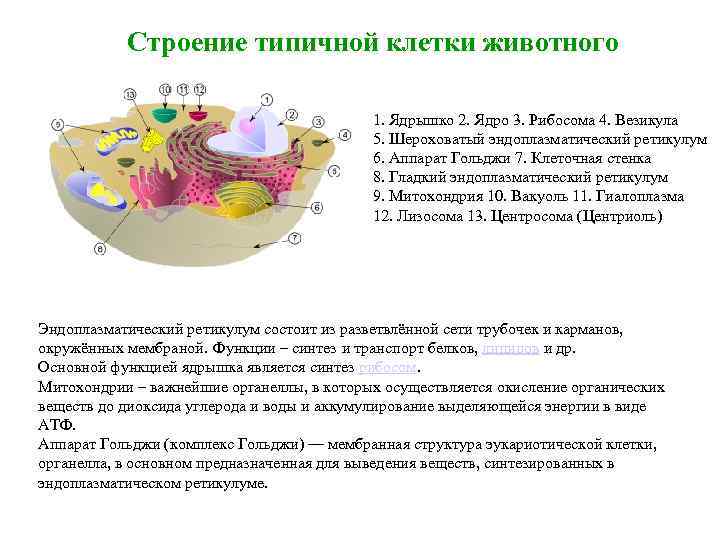 Соотнесите объекты с их обозначениями на рисунке шероховатая эпс везикула рибосома