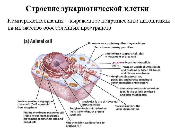 Строение эукариотической клетки Компартментализация – выраженное подразделение цитоплазмы на множество обособленных пространств 