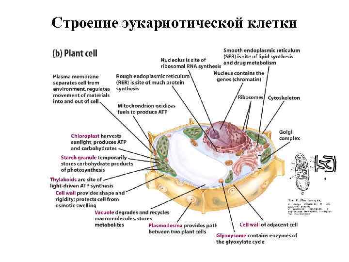 Строение эукариотической клетки 