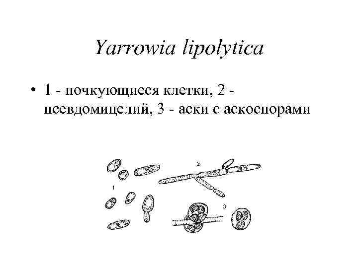 Yarrowia lipolytica • 1 почкующиеся клетки, 2 псевдомицелий, 3 аски с аскоспорами 