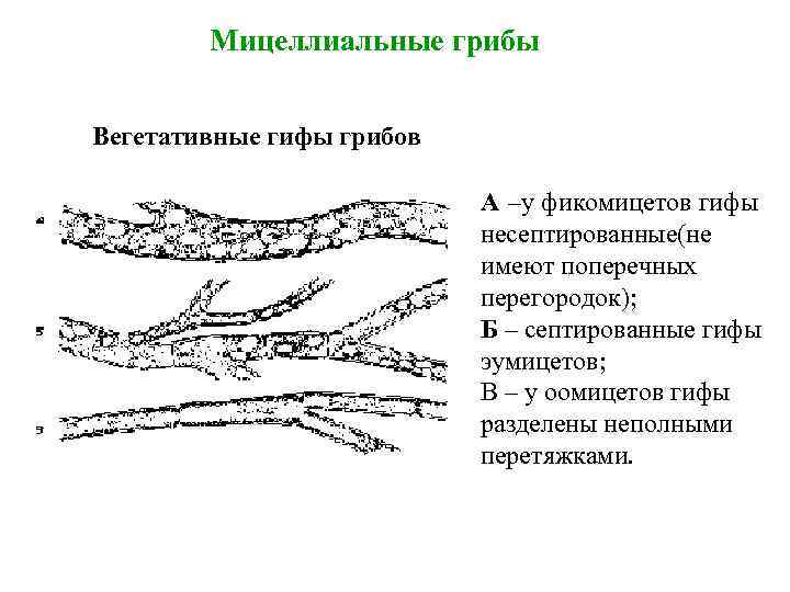 Мицеллиальные грибы Вегетативные гифы грибов А –у фикомицетов гифы несептированные(не имеют поперечных перегородок); Б