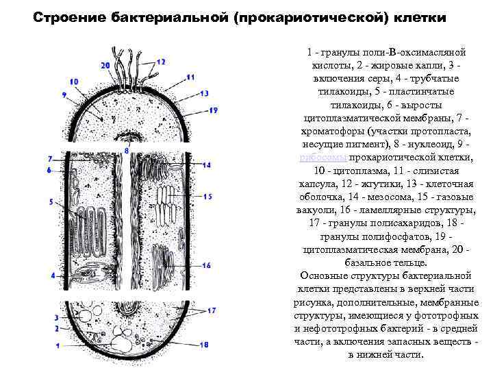 Схема строение бактериальной клетки - 90 фото