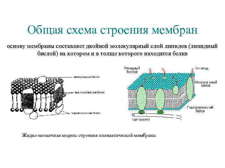 Соотнесите объекты с их обозначениями на рисунке фосфолипидный бислой