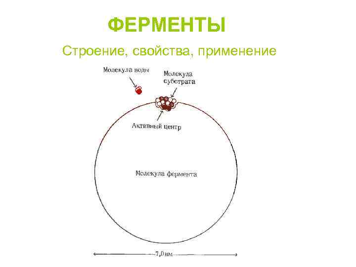 Строение фермента. Строение молекулы фермента. Общий план строения молекулы фермента. Строение ферментативных молекул. Молекула сложного фермента.