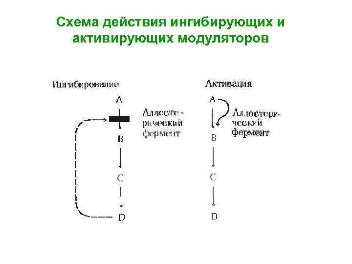 Схема действия ингибирующих и активирующих модуляторов 