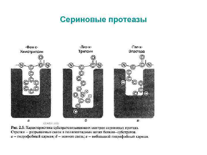 Сериновые протеазы 