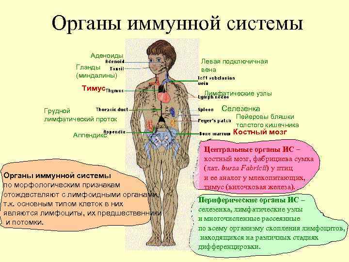 Иммунные органы. Миндалины орган иммунной системы. Периферические органы иммунной системы аппендикс. Аппендицит орган иммунной системы. Аппендикс как орган иммунной системы.