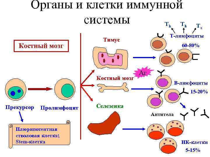 Лимфоциты какой иммунитет. Строение иммунной клетки. Т клетки и в клетки иммунной системы. Т-лимфоциты иммунной системы схема. Клетки и органы иммунной системы их функции.