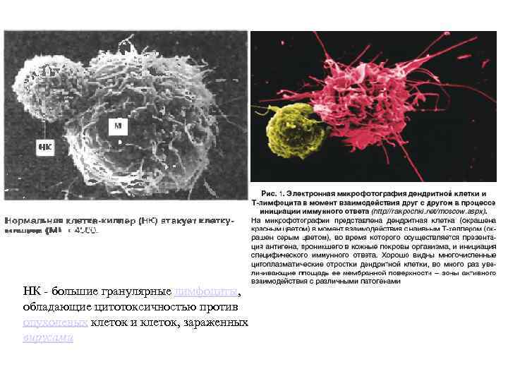 НК - большие гранулярные лимфоциты, обладающие цитотоксичностью против опухолевых клеток и клеток, зараженных вирусами
