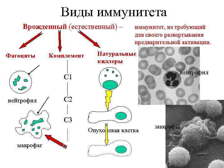 Инженерная энзимология презентация