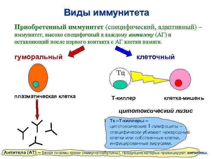 Инженерная энзимология презентация