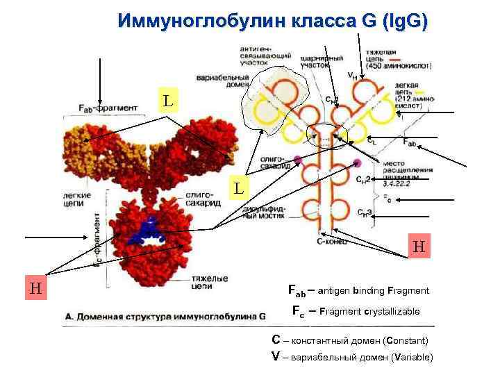 Иммуноглобулин е 10. Иммуноглобулины класса IGG это. Строение иммуноглобулина Джи. Иммуноглобулин g. IGG антитела иммунология.