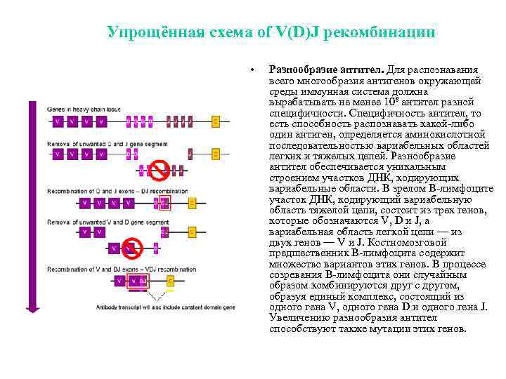 Схема кинетики образования антител