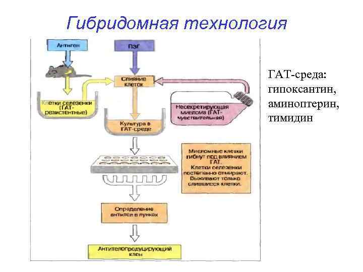 Гибридомная технология ГАТ-среда: гипоксантин, аминоптерин, тимидин 