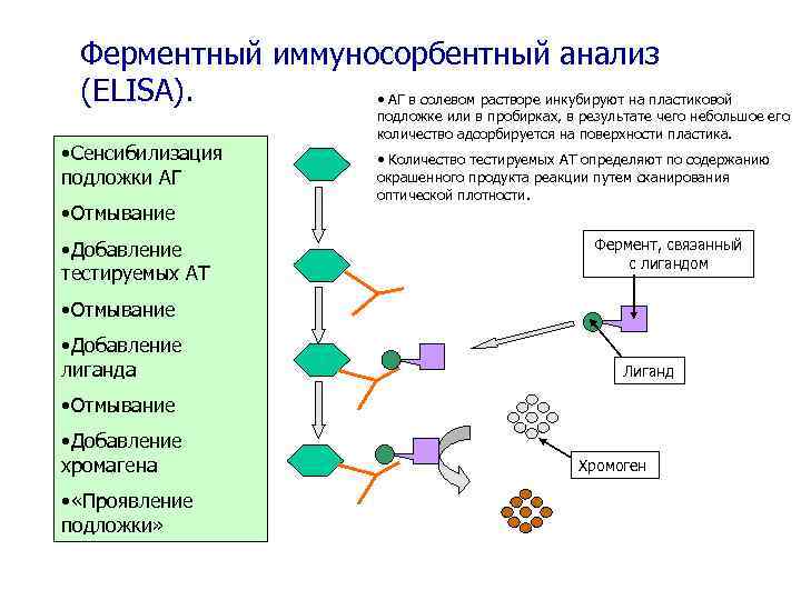 Ферментный иммуносорбентный анализ (ELISA). • АГ в солевом растворе инкубируют на пластиковой • Сенсибилизация