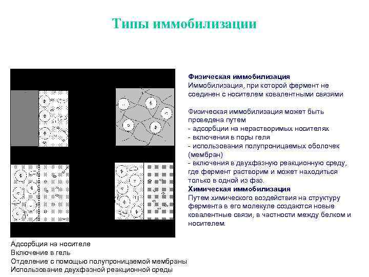 Инженерная энзимология презентация