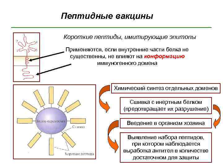 Пептидные вакцины Короткие пептиды, имитирующие эпитопы Применяются, если внутренние части белка не существенны, не