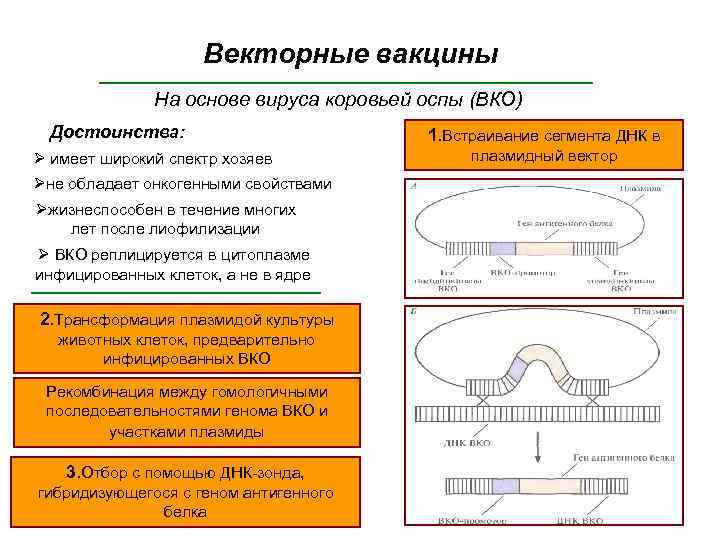 Векторные вакцины На основе вируса коровьей оспы (ВКО) Достоинства: Ø имеет широкий спектр хозяев