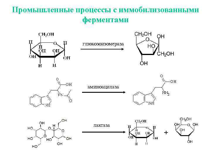 Фруктоза ферменты. Фермент аминоацилаза. Схема получения иммобилизованной аминоацилазы.. Способы получения ферментов. Глюкоизомераза фермент.