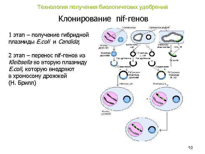 Технология получения биологических удобрений Клонирование nif-генов 1 этап – получение гибридной плазмиды E. coli