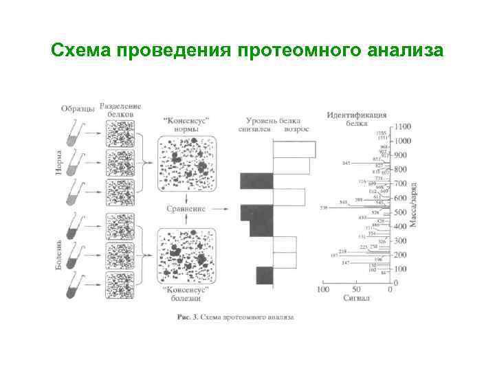 Схема проведения протеомного анализа 