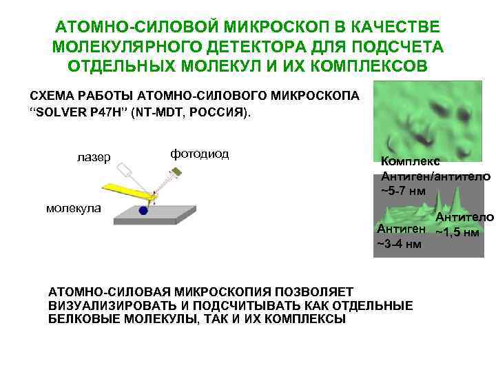 АТОМНО-СИЛОВОЙ МИКРОСКОП В КАЧЕСТВЕ МОЛЕКУЛЯРНОГО ДЕТЕКТОРА ДЛЯ ПОДСЧЕТА ОТДЕЛЬНЫХ МОЛЕКУЛ И ИХ КОМПЛЕКСОВ СХЕМА