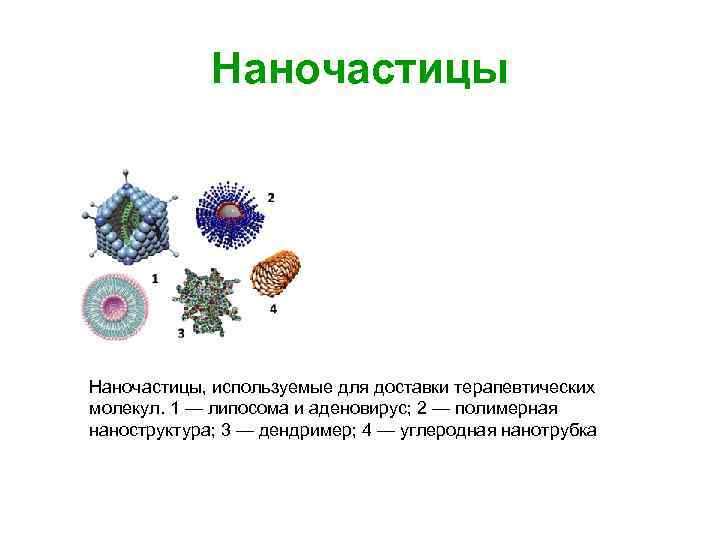 Наночастицы, используемые для доставки терапевтических молекул. 1 — липосома и аденовирус; 2 — полимерная