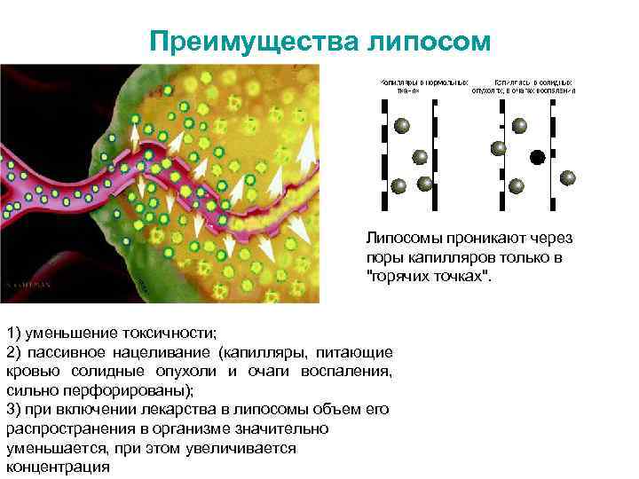 Преимущества липосом Липосомы проникают через поры капилляров только в "горячих точках". 1) уменьшение токсичности;