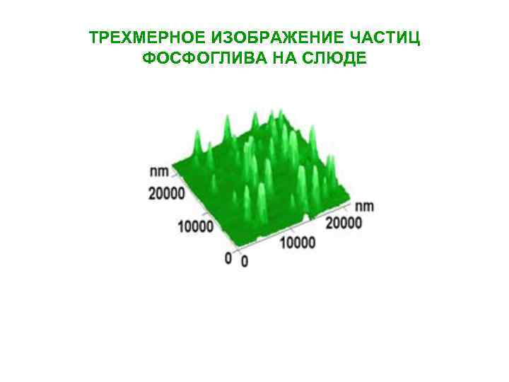 ТРЕХМЕРНОЕ ИЗОБРАЖЕНИЕ ЧАСТИЦ ФОСФОГЛИВА НА СЛЮДЕ 