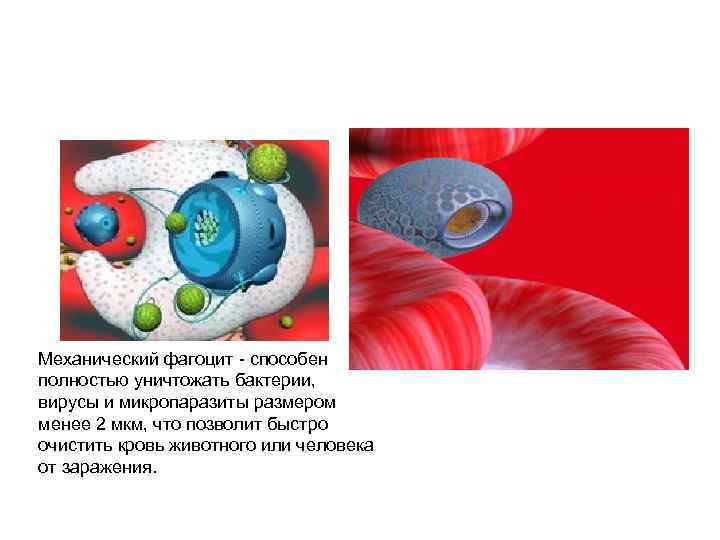 Механический фагоцит - способен полностью уничтожать бактерии, вирусы и микропаразиты размером менее 2 мкм,