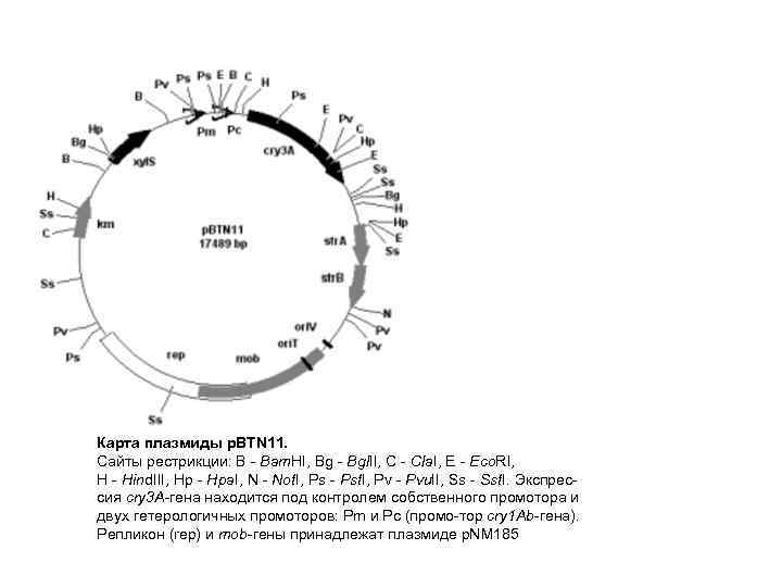 Карта плазмиды p. BTN 11. Сайты рестрикции: B - Bam. HI, Bg - Bgl.