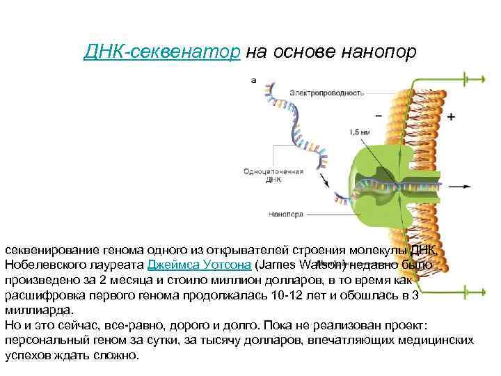 ДНК-секвенатор на основе нанопор секвенирование генома одного из открывателей строения молекулы ДНК, Нобелевского лауреата