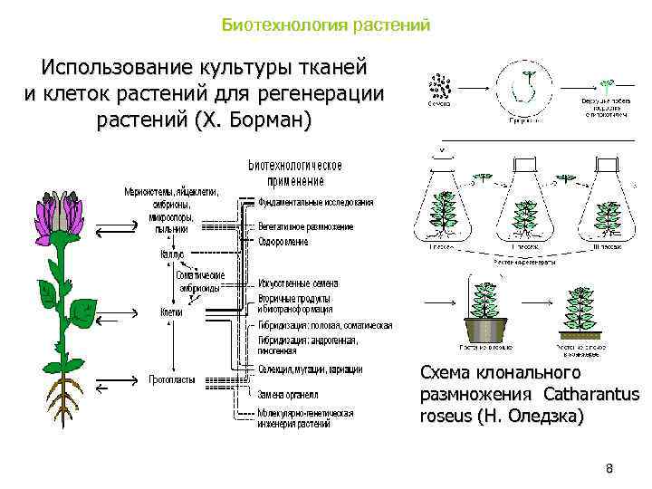 Биотехнология растений Использование культуры тканей и клеток растений для регенерации растений (Х. Борман) Схема