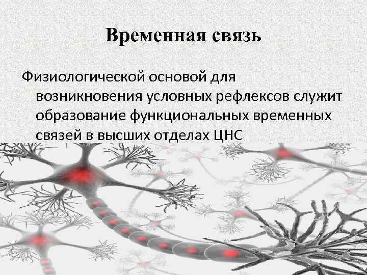 Временная связь Физиологической основой для возникновения условных рефлексов служит образование функциональных временных связей в