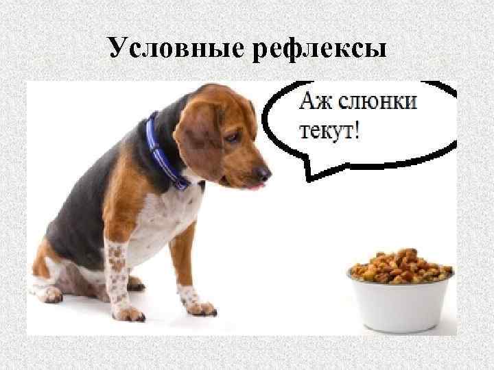 Условные рефлексы 