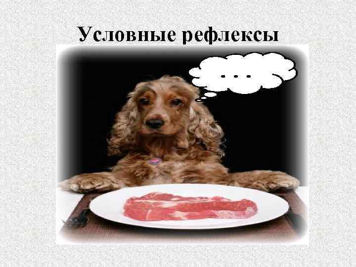 Условные рефлексы 