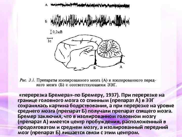  «перерезка Бремера» -по Бремеру, 1937). При перерезке на границе головного мозга со спинным